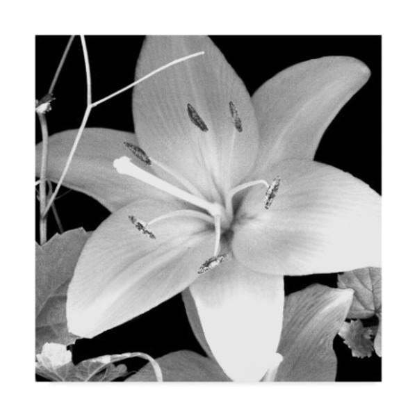 Trademark Fine Art Susan S. Barmon 'White Lily 2 Black And White' Canvas Art, 18x18 ALI34327-C1818GG